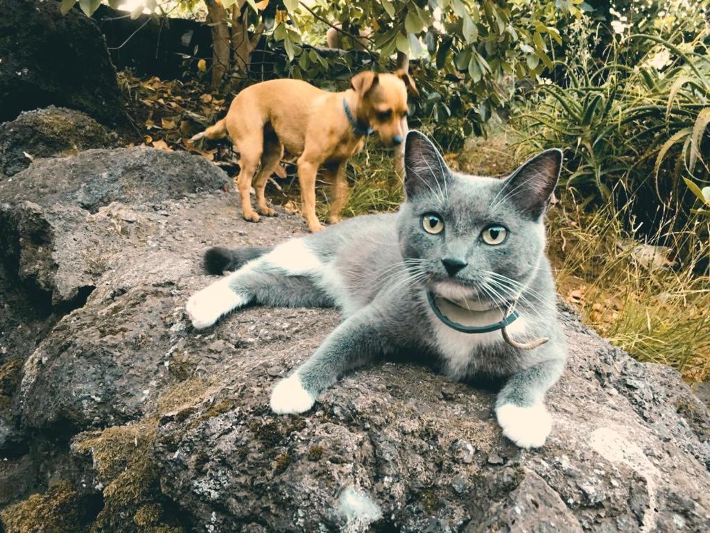 São Roque do Pico Quinta Das Almasヴィラ エクステリア 写真