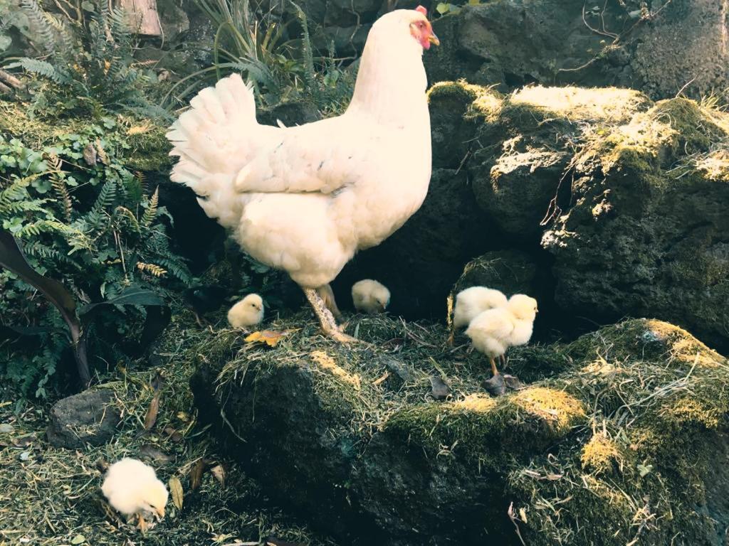 São Roque do Pico Quinta Das Almasヴィラ エクステリア 写真